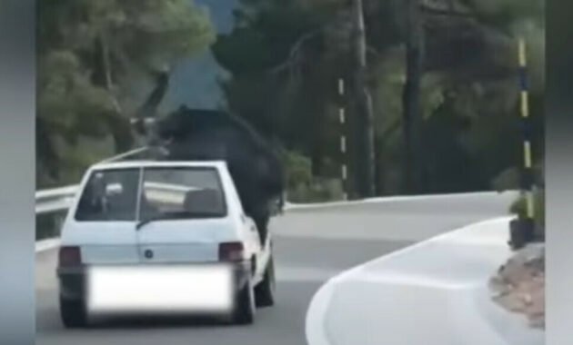 Spain: Driver is recorded with a wild boar on the roof (+ Video)